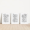 Grey Botanical Line Art