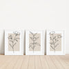 Neutral Botanical Line Art