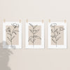 Neutral Botanical Line Art